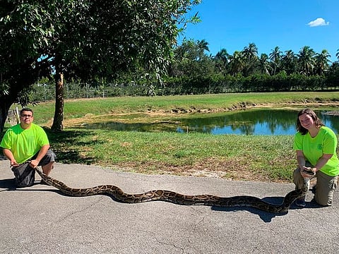 Florida trappers Jonathan Lopez, left, and Cynthia Downer pose with a record-setting python they captured at the Big Cypress National Preserve, west of Miami