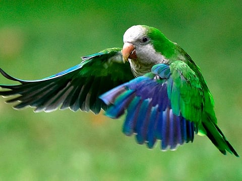 A monk parakeet (Myiopsitta monachus) also known as the quaker parrot or Argentine parakeet flies at the Atenas park of Madrid, on September 15, 2016.