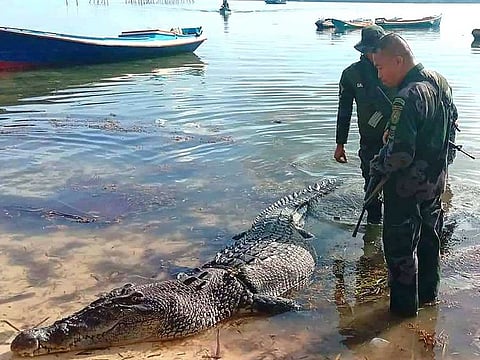 Philippine police inspecting a 4.9-metre (16-foot) saltwater crocodile after it was killed on the remote island of Balabac.