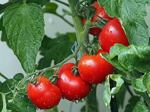 Heavy rainfall in many parts of Andhra, Karnataka and the Krishnagiri district of Tamil Nadu, where tomato is cultivated in large areas, have been flooded with water.