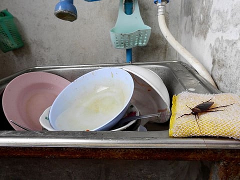 One human’s garbage is another roach’s microbial garden of bliss.