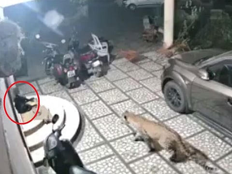 Leopard attacks a sleeping dog.