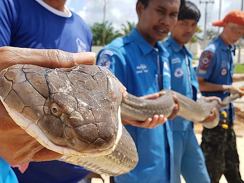 Members of the rescue foundation holding a four-metre long king cobra that was found in a sewer in Krabi.
