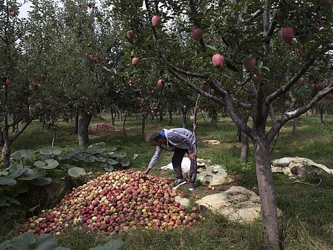 In this picture taken on Sunday, Oct. 6, 2019, Rayees Ahmad, a Kashmiri farmer shows piles of rotten apples inside his orchard in Wuyan, south of Srinagar, Indian controlled Kashmir.