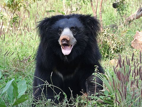 Sloth bear. For illustrative purposes only.