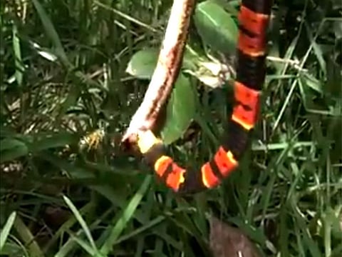 The wasp zeroing in on the coral snake.