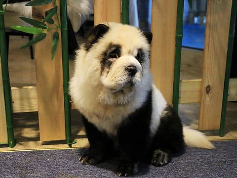 A Chow Chow dog dyed in the likeness of a giant panda is pictured at a pet cafe in Chengdu, Sichuan province, China.