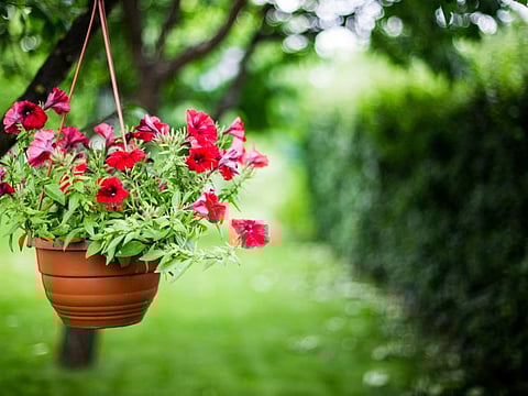 As days went by, it grew in size and strength. I took every possible care to see it bloom