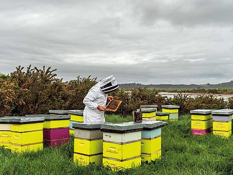 James Jeffery, a manager and beekeeper at Summerglow Apiaries, checks hives that produce manuka honey near Hamilton, New Zealand, on October 28, 2019. New Zealand producers, in the face of protests by their Australian counterparts, want to trademark manuka honey, a costly nectar beloved by celebrities.