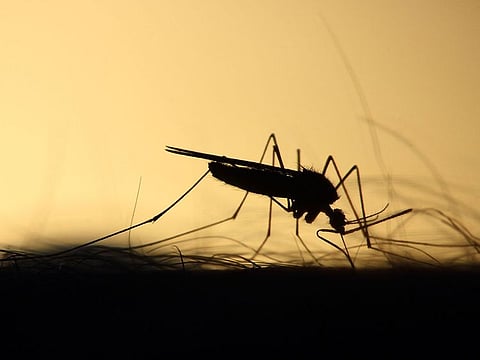 The first phase of the national mosquito control programme was conducted between 2019 and 2021. Running from 2022 to 2025, phase two involves surveying and monitoring mosquito infestation areas and controlling the spread of the pests.