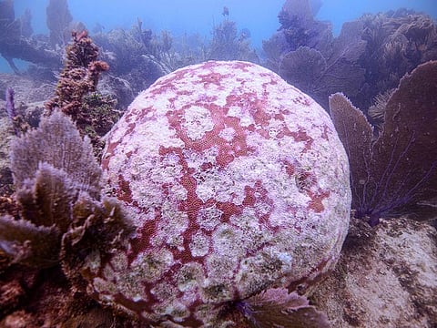 A coral off-Mexico's Quintana Roo State, affected by a disease known as white syndrome, which is different from coral bleaching, and more deadly
