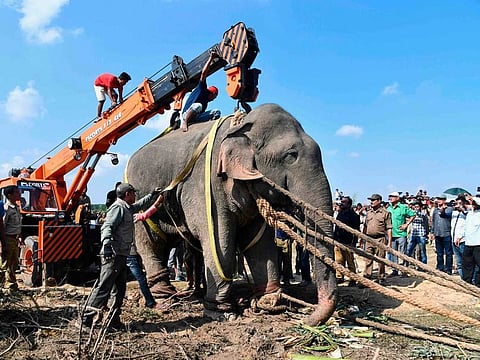 In this file photo taken on November 12, 2019, a tranquilised wild Indian elephant that killed five villagers during a 24-hour rampage before being caught is lifted up with a crane as it is transported in Rongjuli forest division in Assam's Goalpara district. The rogue elephant died in captivity days after being tranquilised following a massive hunt after he killed five villagers in northeastern India, officials said.