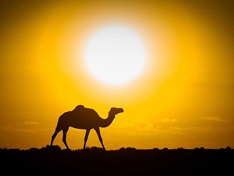 A camel is silhouetted against the sunset in the desert.