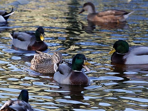 Ducks are pictured at the home of Dominique Douthe, whose neighbours took her to court over her ducks loud quacking