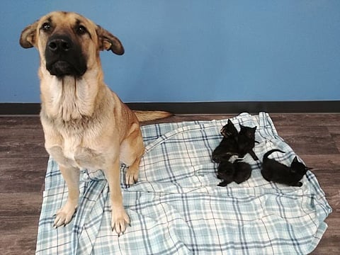 Serenty the dog stands next to a litter of kittens at a shelter in Chatham, Ontario on November 17, 2019.