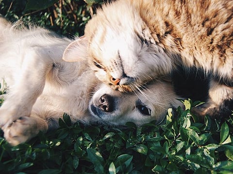 Picture used for illustrative purposes only