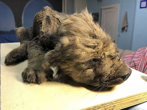 This is a handout photo taken on Monday, Sept. 24, 2018, showing a 18,000 years old Puppy found in permafrost in the Russia's Far East, on display at the Yakutsk's Mammoth Museum, Russia. Russian scientists have presented a unique prehistoric canine, believed to be 18,000 years old and found in permafrost in the Russia's Far East, to the public on Monday, Dec. 2, 2019. (Sergei Fyodorov, Yakutsk Mammoth Museum via AP)