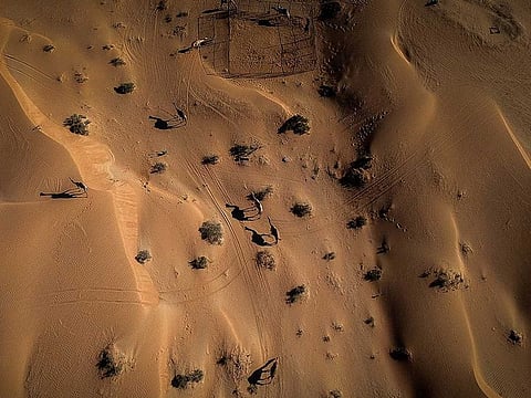 Camels seen in the desert of Umm Al Quwain.