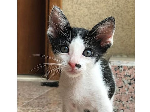 Casper - One of the cats up for adoption at Kittysnip, is eight weeks old and loves to play.