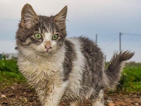 A dirty cat. For illustrative purposes only.