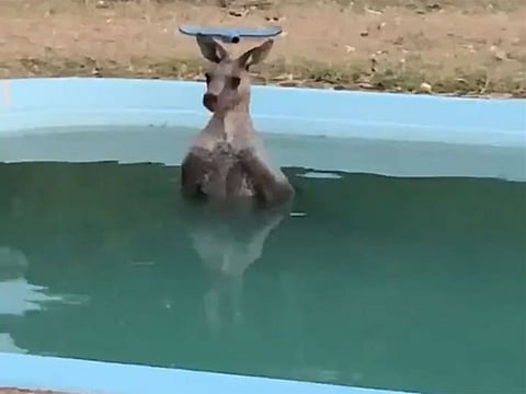 A family in the upper Hunter region of New South Wales filmed a 70 kg kangaroo taking a dip in their swimming pool at the weekend as temperatures topped 42 Celsius.