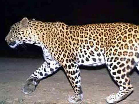 Forest personnel and police officials are on the lookout for the leopard with veterinary surgeons also in the team to catch the animal after sedating it.. Image for illustrative purposes.