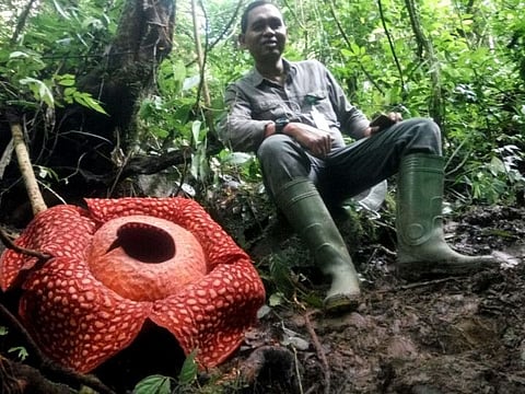 This handout picture taken on January 2, 2020 and released on January 3 by the Sumatra Barat Nature Conservation Agency (BKSDA) shows a man sitting next to a giant Rafflesia tuan-mudae -- a fleshy red flower with white blister-like spots on its enormous petals and measuring a whopping 111 centimetres (3.6 feet) in diameter at the Maninjau nature preserve in Agam, West Sumatra.
