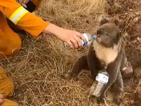 Fires ravaged more than 115,000 square kilometres of bushland and forest across Australia in late 2019 and early 2020, killing more than 30 people, affecting 3 billion animals and destroying thousands of homes.