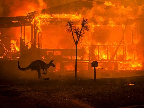 Australia's east coast is dotted with apocalyptic scenes with massive number of animals killed and landscape burnt down in uncontrolled bush fires