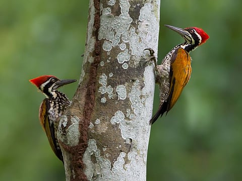 Familiarity does not breed contempt when it comes to woodpeckers