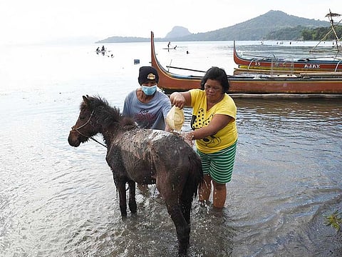 File photo shows residents living at the foot of Taal volcano wash their volcanic ash-covered horses after rescuing them from their homes and transporting them to Balete town, some 80km south of the Philippine capital Manila. The volcano erupted in January 2020.