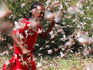 In pictures: Locust swarm threatens food security in Horn of Africa