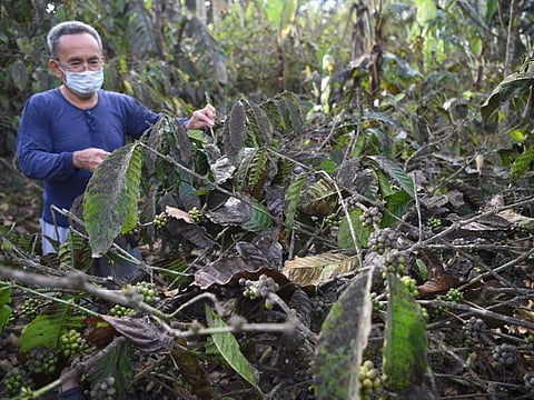 Coffee farmer Abner Javier checks his coffee trees covered with volcanic ash caused by the eruption of Taal volcano in Amadeo town, Cavite province, South of Manila, on January 17, 2020. The threat of the Philippines' Taal volcano unleashing a potentially catastrophic eruption remains high, authorities warned on January 16, saying it was showing dangerous signs despite a "lull" in spewing ash. / AFP / Ted ALJIBE