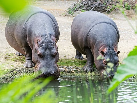 Emirates Park Zoo is celebrating the arrival of Najuma, Otto's partner
