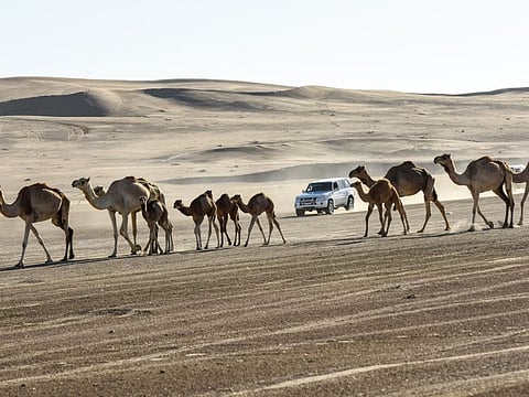 Participants passing camels at the Gulf News Overnighter Fun Drive Tilal Swaihan Experience on Friday 17 January 2020. Photo: Virendra Saklani/Gulf News