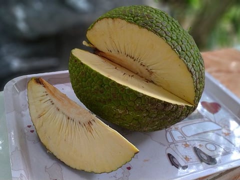 The Department of Agriculture’s Bureau of Agricultural Research, said breadfruit is rich in carbohydrates.