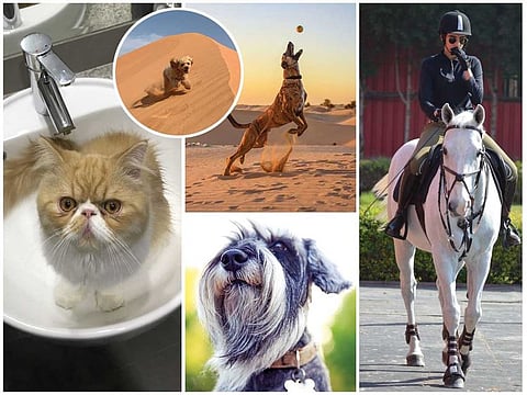These pets are setting UAE Instagram on *fire emoji*