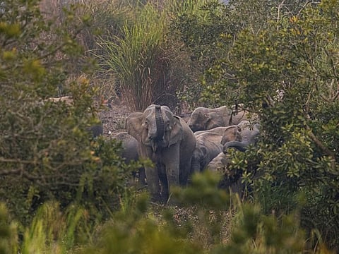 A herd of wild elephants stand in a forested area near a railway track at Panbari village, on the outskirts of Gauhati. Photo ffor illustrative purpose.