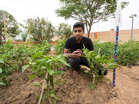 Darshan Murali, a student volunteer working in the organic farm at Gems Millennium school in Sharjah.