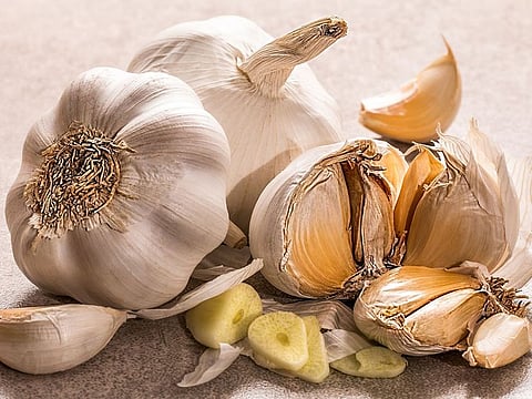 SUPPLY-DEMAND GAP: As early as August 2022, the Philippines’ Department of Agriculture (DA) had already issued forecast that the supply for the full year of 2022 would fall short of the expected demand of 146,850 metric tons.This is in contrast with the country’s total garlic availability estimated at about 83,000 metric tons — equivalent to a“supply gap” of over 63,000 metric tons.