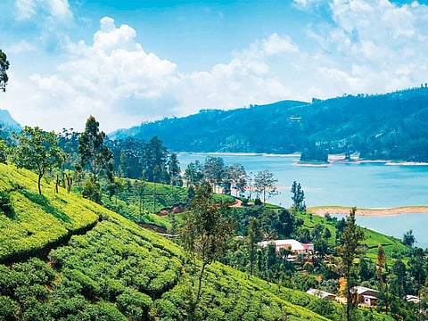 Tea plantation near Nuwara Eliya, Sri Lanka