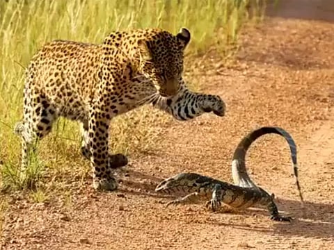 In the viral video (see below) the leopard gets close to the lizard and repeatedly slaps it with its paw. The reptile uses its tail to defend itself by whipping it around.