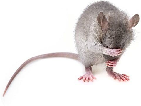 Photo for illustrative purposes only