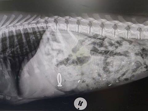 Pepper's X-ray