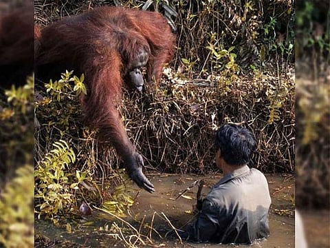 According to media reports, this picture was reportedly captured by amateur photographer Anil Prabhakar.