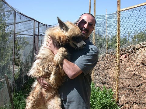 Left: A warm bond … Dr Mounir Abi-Said with a striped hyena at his shelter Animal Encounters.
