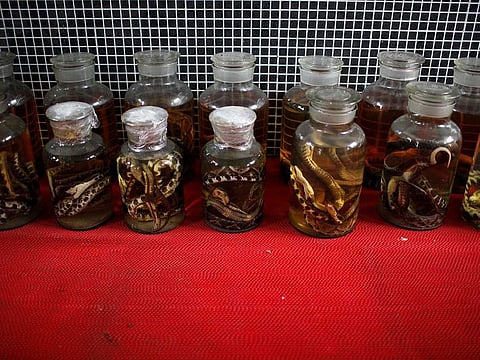 Dead snakes are preserved in jars at a snake farm in Zisiqiao village, Zhejiang province, China.