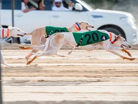 The Saluki Championship taking place at the Al Marmoum Cirle 11