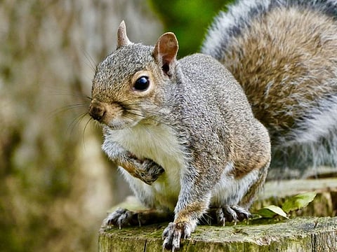 A squirrel forages for food.
