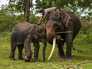 Photos: Indonesia's Saree elephant training center